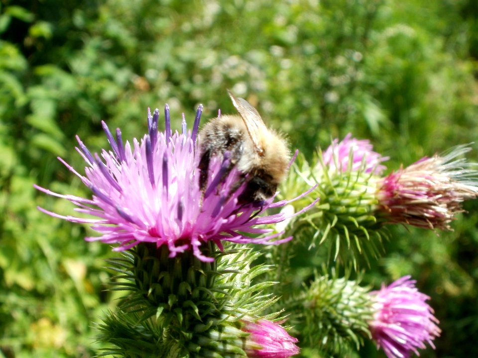 20110723Carduus_acanthoides