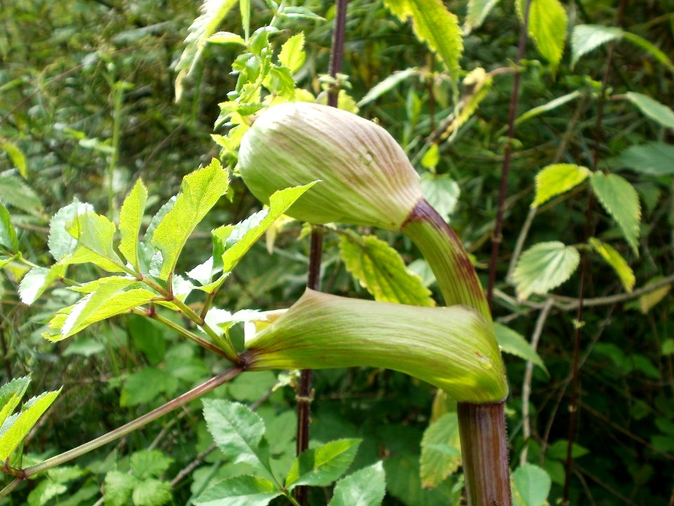 20110723Angelica_sylvestris2