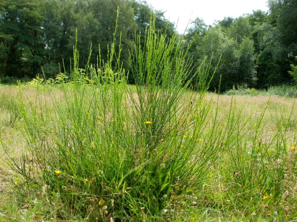 20110723Cytisus_scoparius