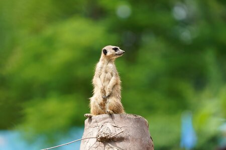 Mammal supervisor zoo photo