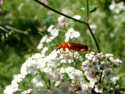 20110723Heracleum_sphondylium23