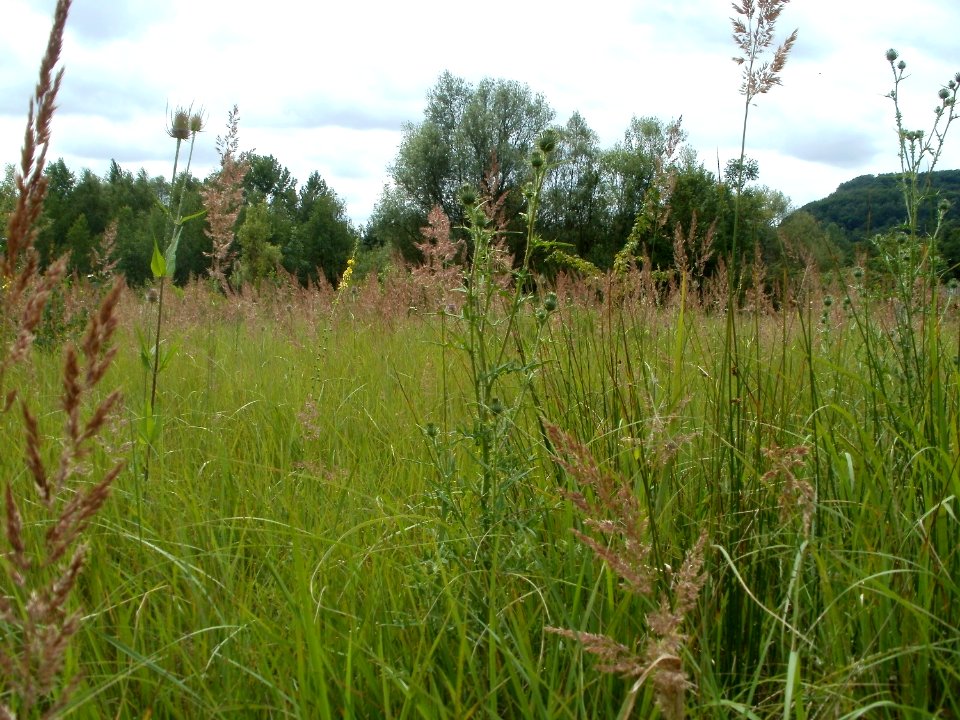 20110723Dipsacus_fullonum2