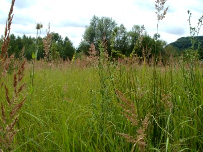 20110723Dipsacus_fullonum2