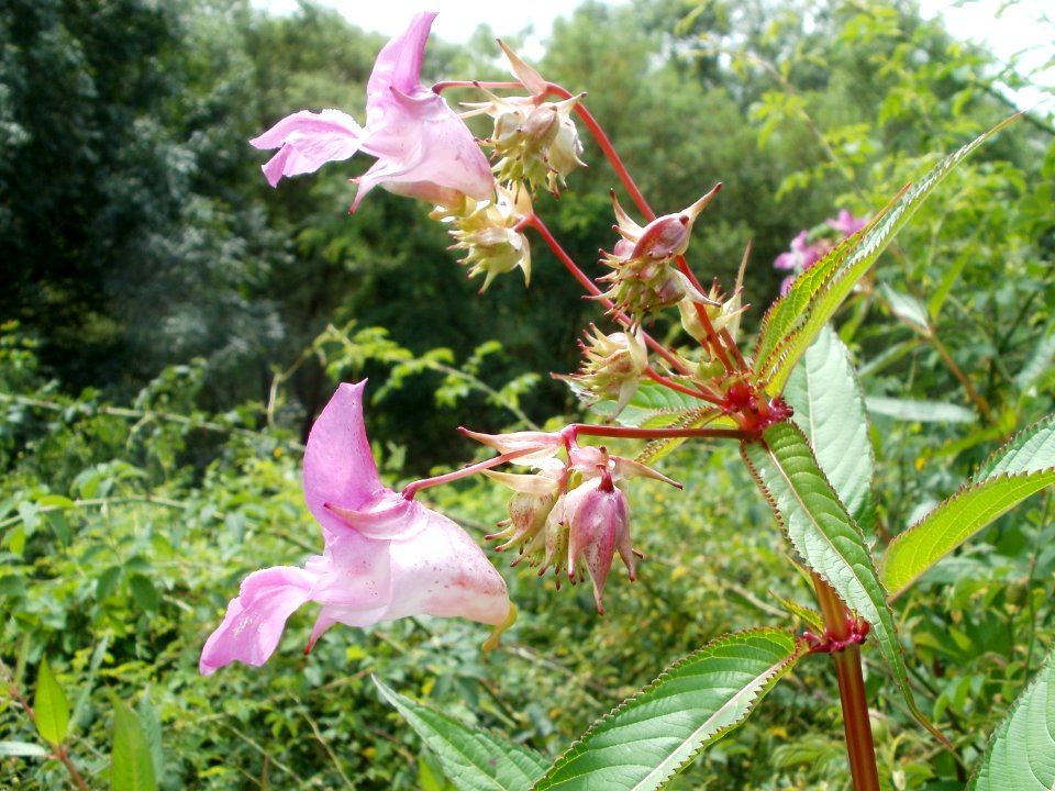 20110723Impatiens_glandulifera1