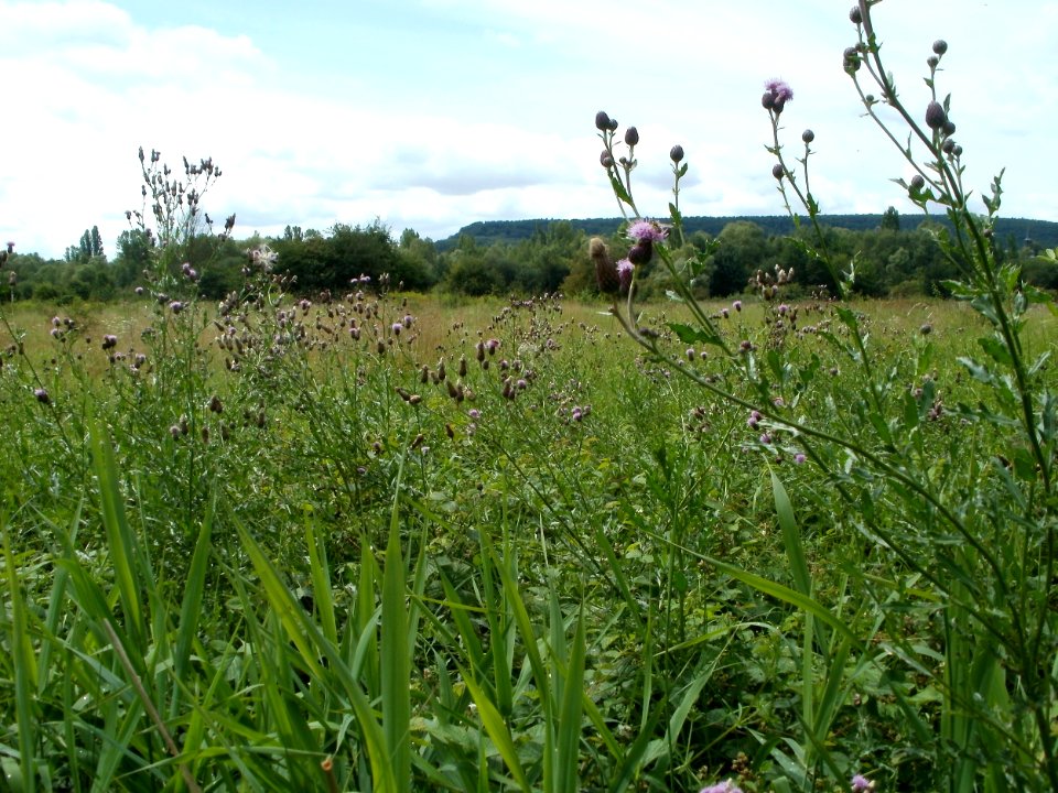 20110723Cirsium_arvense