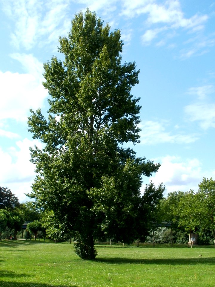 20110723Populus_x_canadensis1