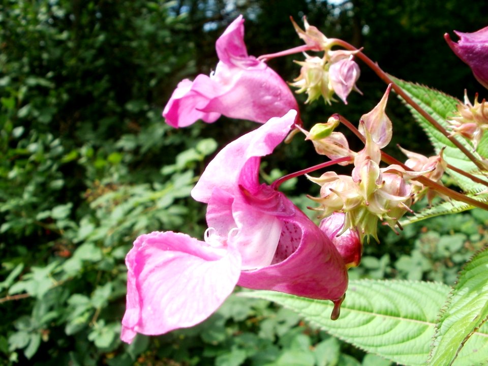 20110723Impatiens_glandulifera2