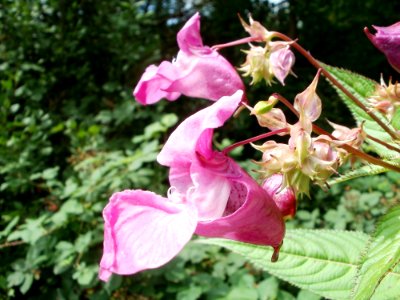20110723Impatiens_glandulifera2