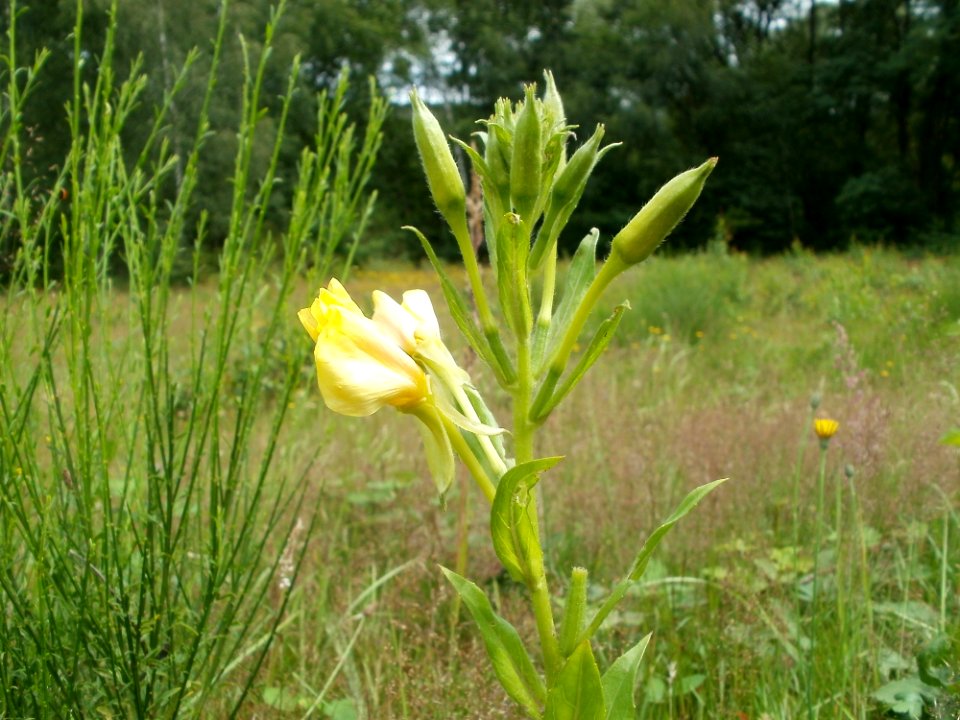 20110723Oenothera_biennis