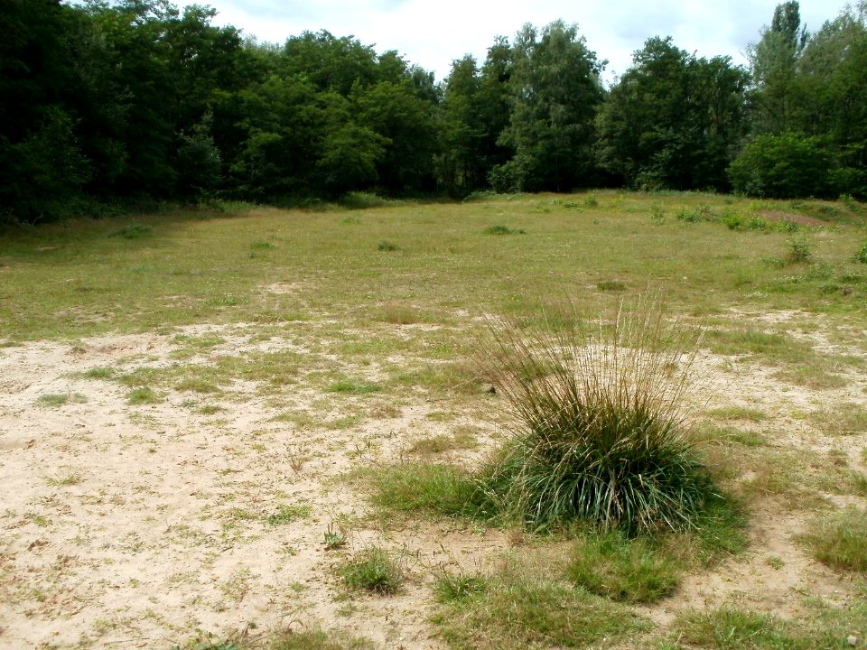 20110723Daarler_Wiesen06