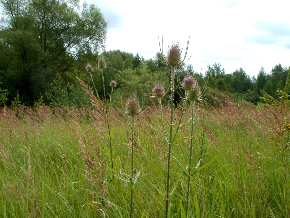 20110723Dipsacus_fullonum1