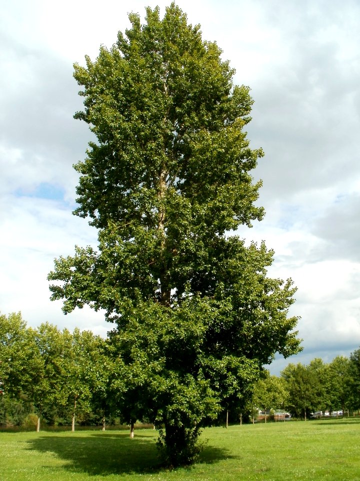 20110723Populus_x_canadensis2