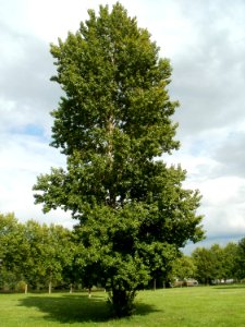 20110723Populus_x_canadensis2