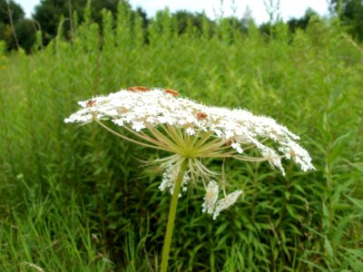 20110710Daucus_carota