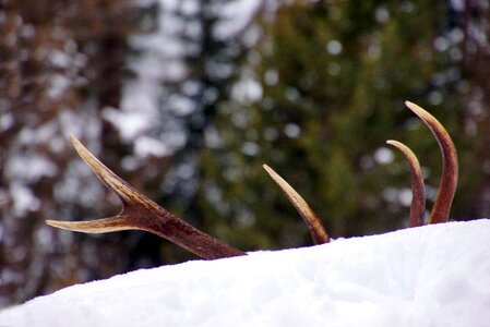 Deer animal snow