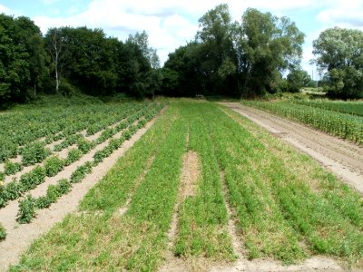20110709Feld_Saarlouis2