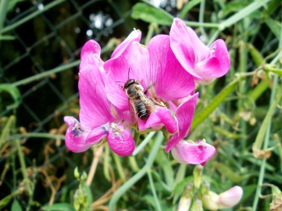 20110706Lathyrus_latifolius