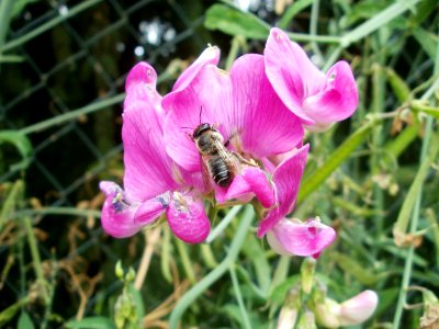 20110706Lathyrus_latifolius