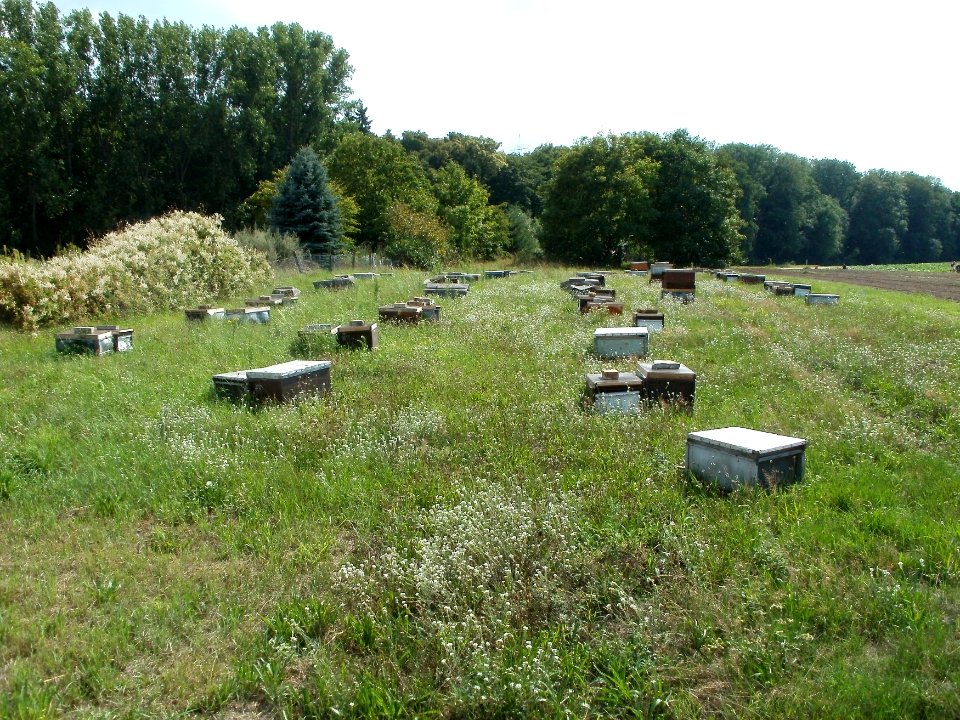 20110728Bienenkaesten_Altlussheim