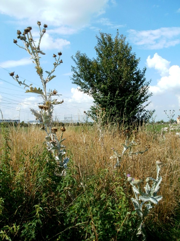 20110728Disteln_Neulussheim4