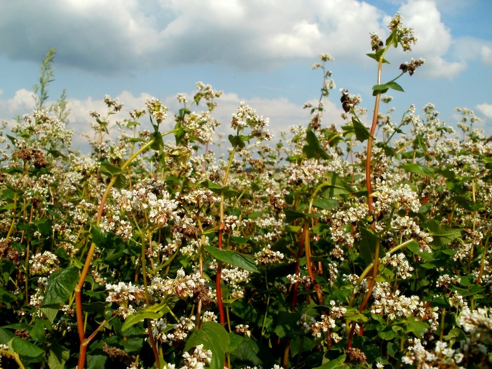 20110728Feld_Neulussheim2