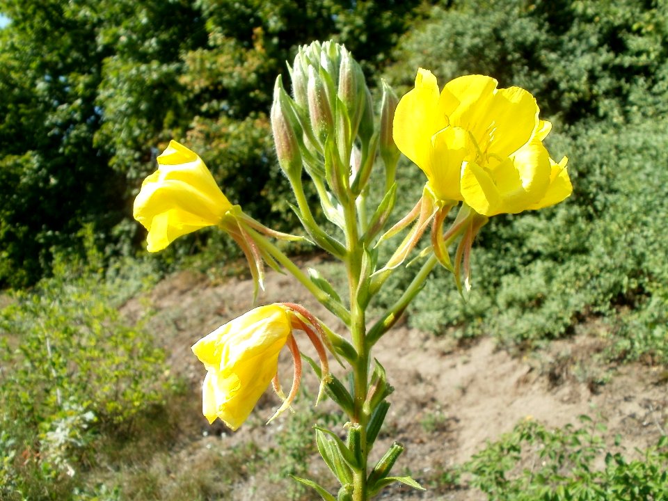 20110728Bluete_Altlussheim