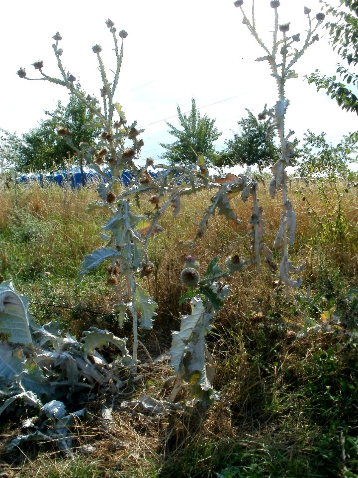 20110728Disteln_Neulussheim1