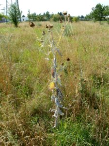 20110728Disteln_Neulussheim3