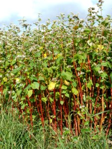 20110728Feld_Neulussheim5