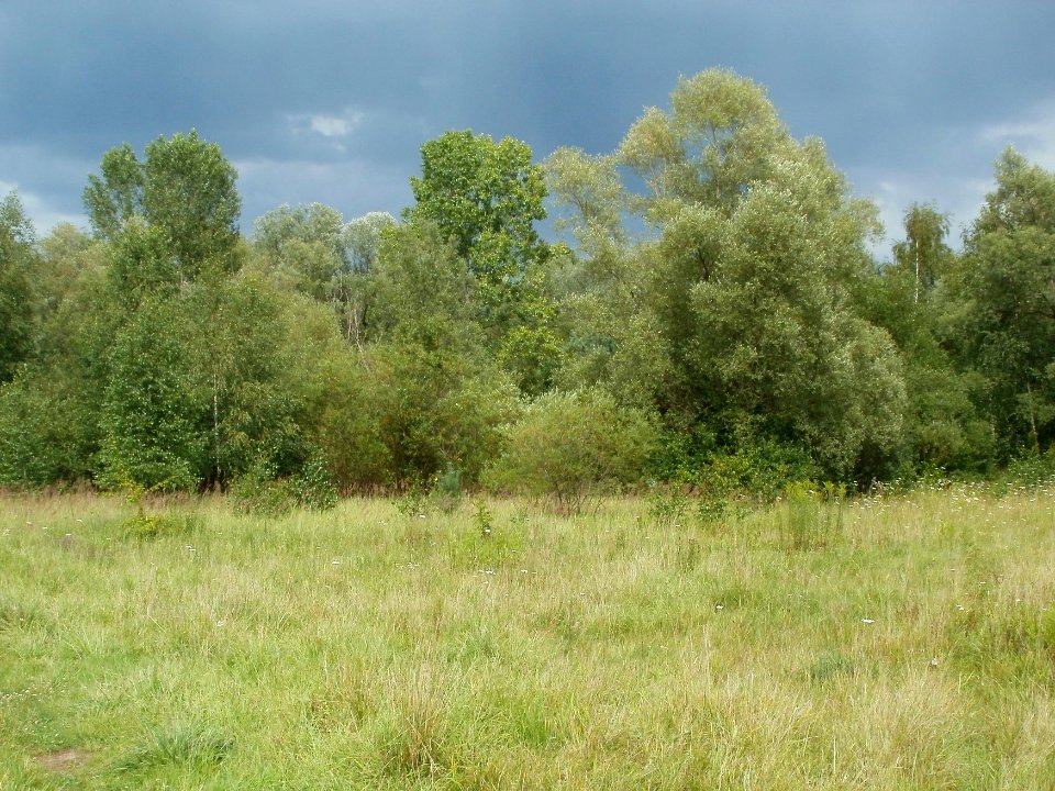 20110723Daarler_Wiesen25