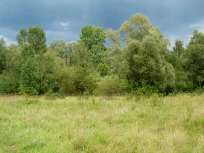 20110723Daarler_Wiesen25