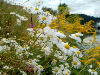20110726Erigeron_annuus1