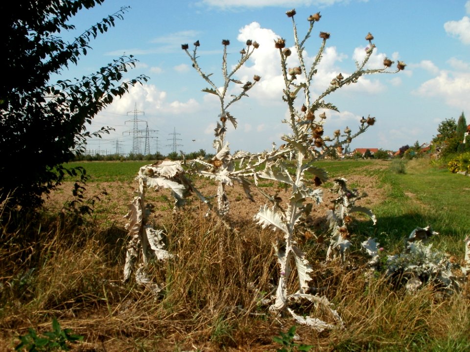 20110728Disteln_Neulussheim2