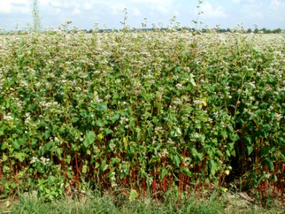 20110728Feld_Neulussheim1
