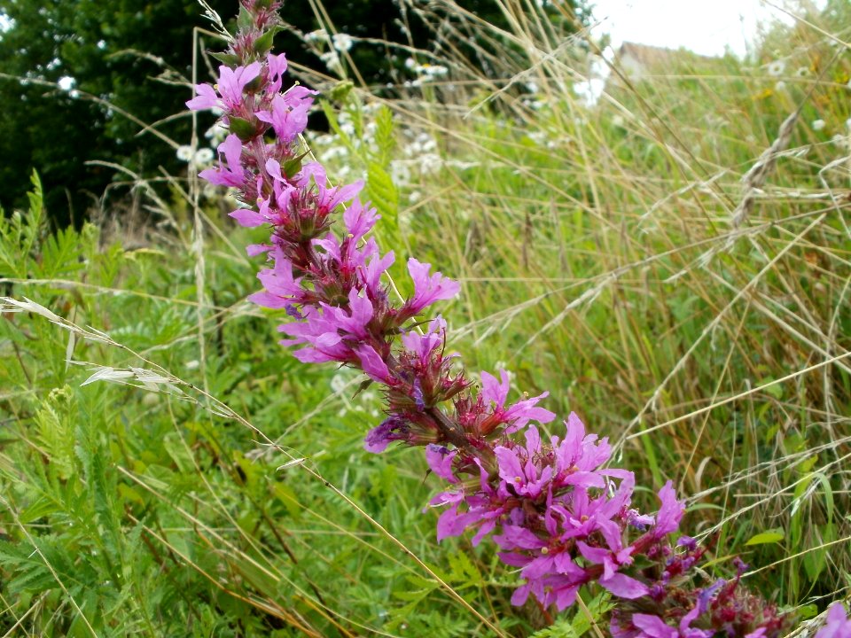 20110726Guedingen2