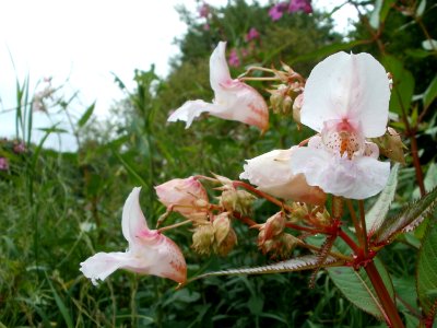20110721Saar_Saarbruecken