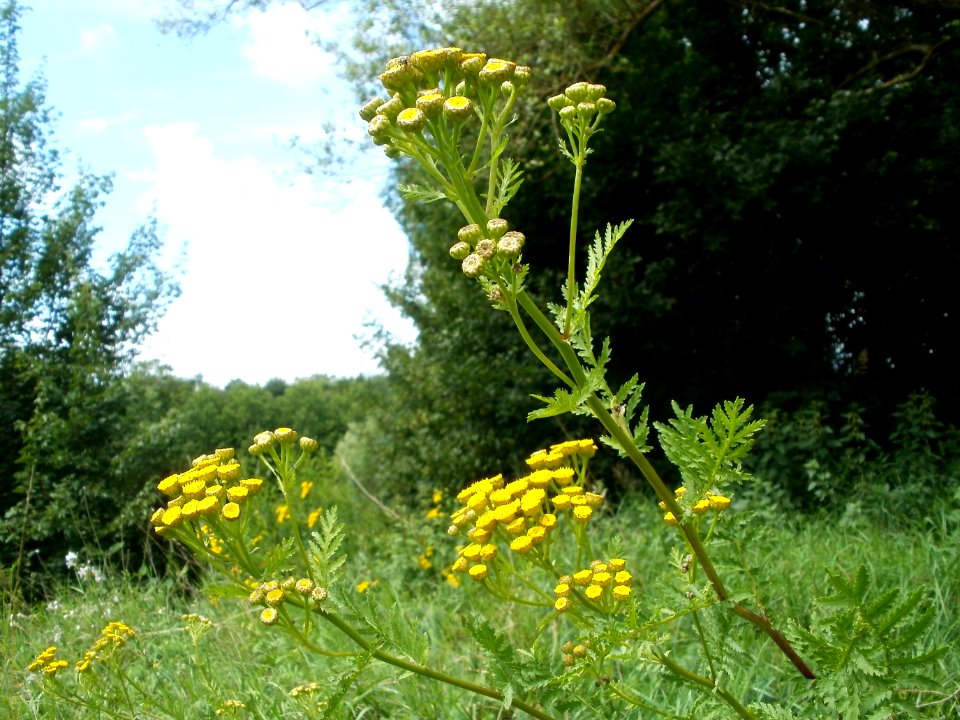 20110723Tanacetum_vulgare2