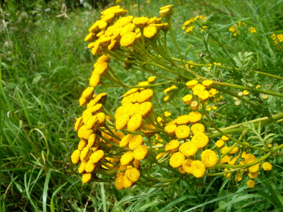 20110723Tanacetum_vulgare1