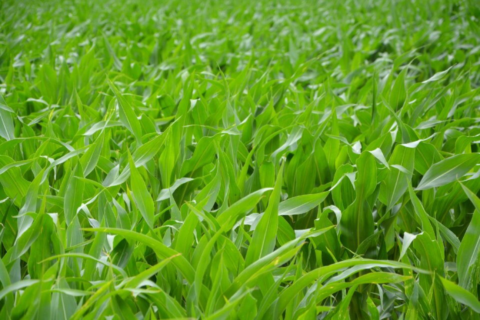 Cereals leaves corn