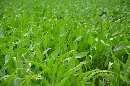 Cereals leaves corn photo