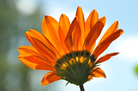 Orange plant close up