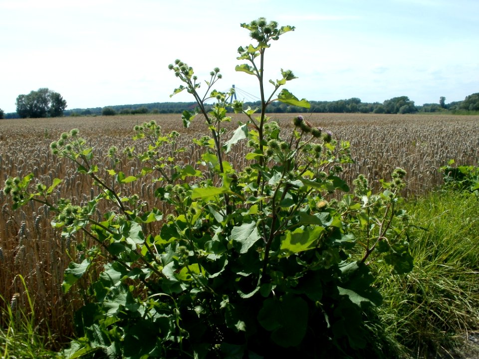 20110716Arctium_lappa3