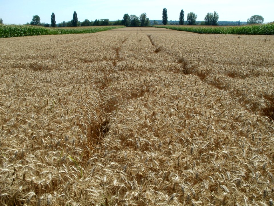 20110716Hartweizenfeld_Hockenheim1