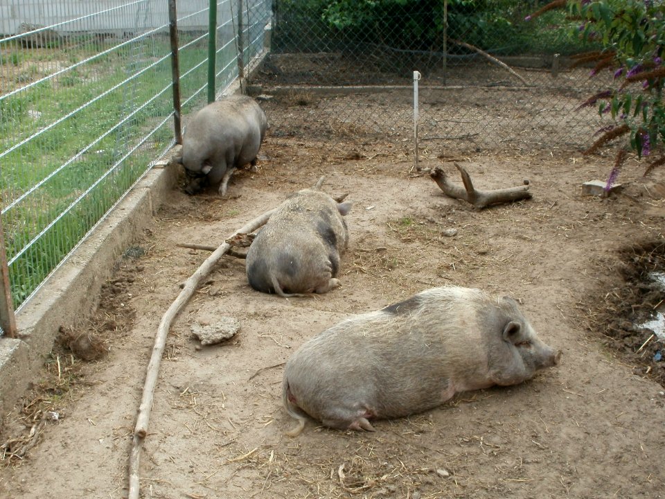 20110715Reilingen14