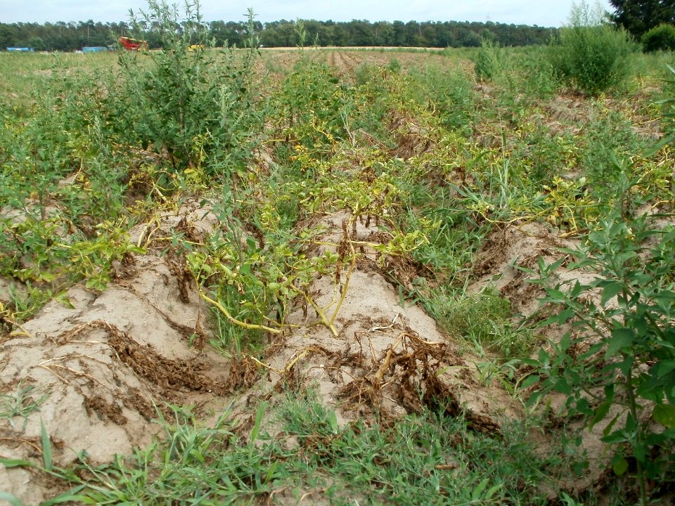 20110715Reilingen02