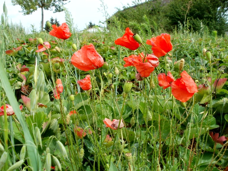 20110715Reilingen04