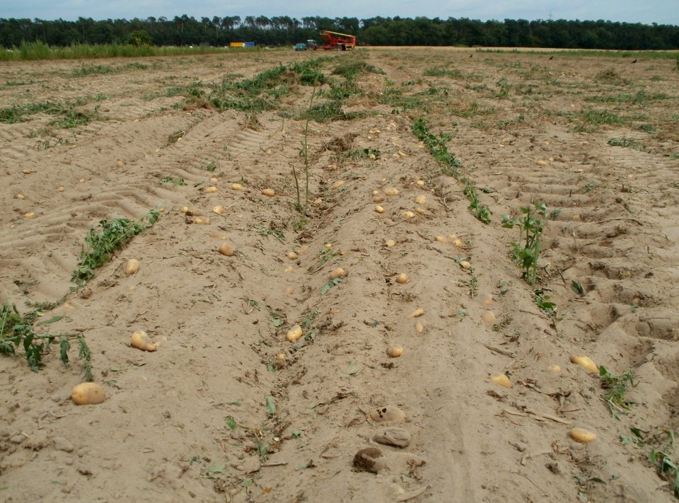 20110715Reilingen01
