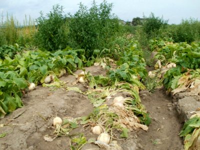20110715Reilingen06