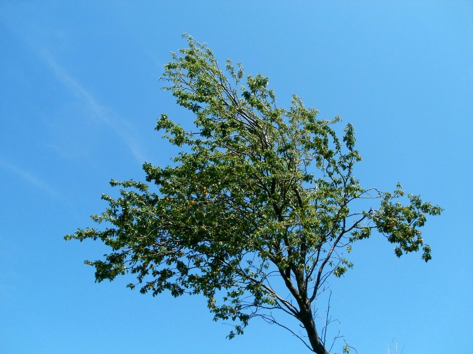 20110716Bach_Leopoldswiesen02