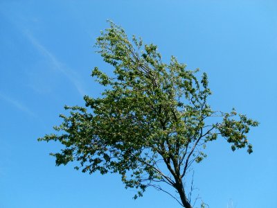 20110716Bach_Leopoldswiesen02